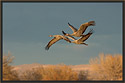 Sandhill Cranes 5760